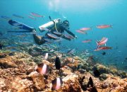 Pulau Rubiah, Surga Bawah Laut dan Dolphin Trip di Sabang