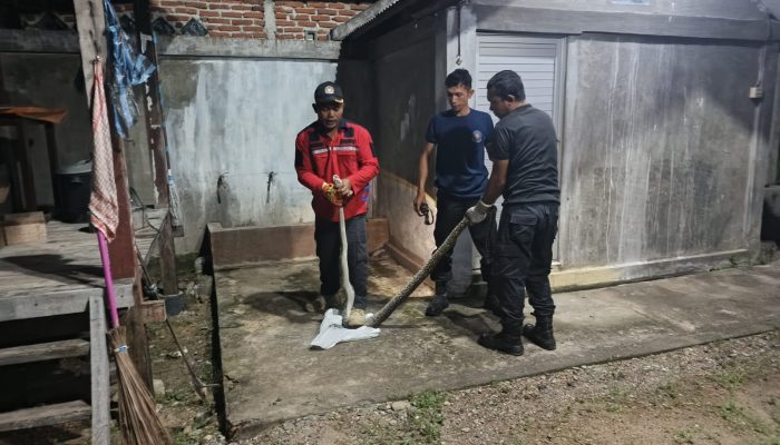 Damkar BPBD Aceh Besar Evakuasi Ular Piton 3 Meter di Ingin Jaya