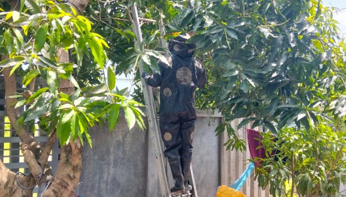 BPBD Aceh Besar Evakuasi Sarang Lebah di Lam Gapang
