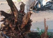 Pohon Tumbang di Jalan Bandara SIM Aceh Besar, Satu Pengendara Luka