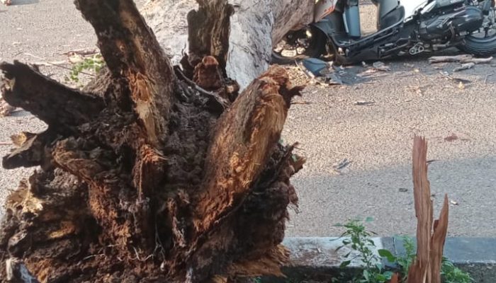 Pohon Tumbang di Jalan Bandara SIM Aceh Besar, Satu Pengendara Luka