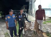BPBD Aceh Besar Evakuasi Sarang Tawon di SMA Lhoong