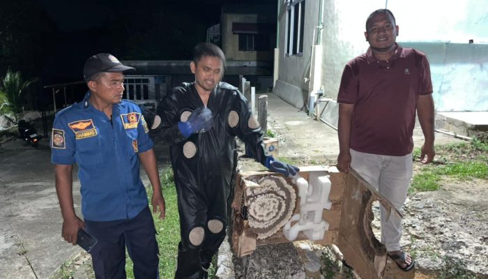 BPBD Aceh Besar Evakuasi Sarang Tawon di SMA Lhoong