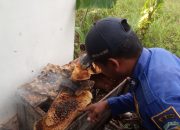 BPBD Aceh Besar Evakuasi Sarang Lebah di Gampong Paya Tieng