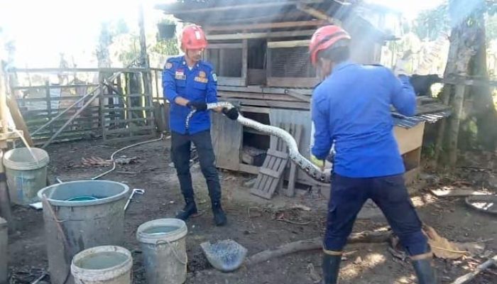 Damkar BPBD Aceh Besar Evakuasi Ular Piton 3 Meter di Peukan Bada