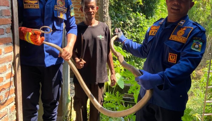 Ular King Kobra 3 Meter Dievakuasi dari Rumah Warga di Indrapuri