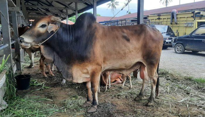 Kebutuhan Daging Meugang Idul Fitri di Aceh Aman, Stok Sapi Capai 16.381 Ekor
