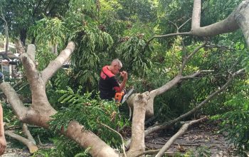 Kadis DLHK Aceh Besar Turun Langsung Bersihkan Pohon Tumbang di Simpang Lubok Ingin Jaya