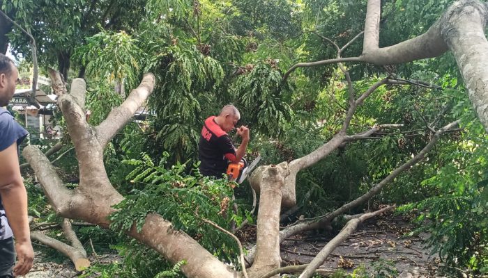 Kadis DLHK Aceh Besar Turun Langsung Bersihkan Pohon Tumbang di Simpang Lubok Ingin Jaya