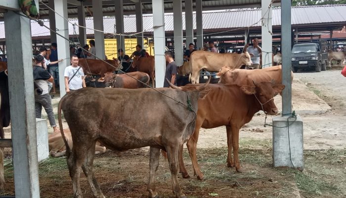Pasar Hewan Sibreh Aceh Besar Dipadati Pembeli Jelang Idul Adha