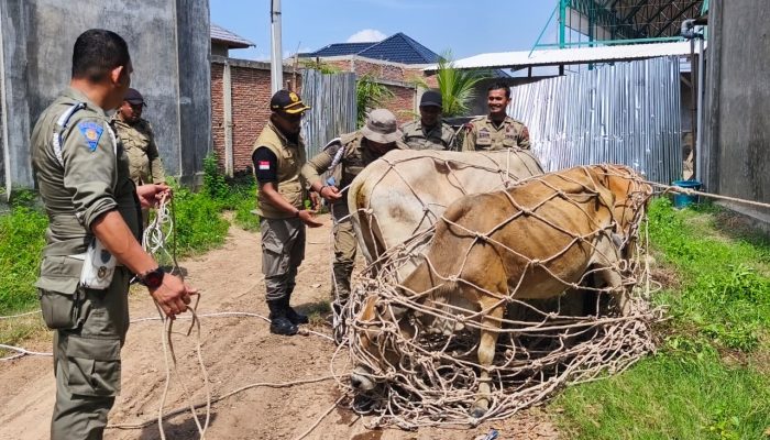 Tindaklanjuti Laporan Masyarakat, Satpol PP dan WH Aceh Besar Amankan Lima Sapi Berkeliaran di Ingin Jaya
