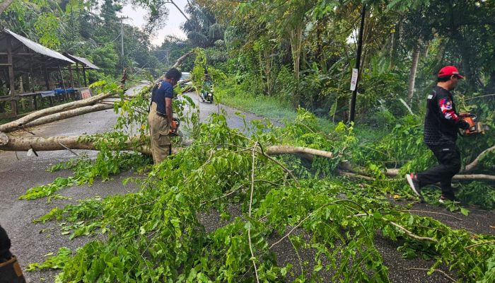 BPBD Aceh Besar Gerak Cepat Tangani Pohon Tumbang di Aneuk Galong Titi