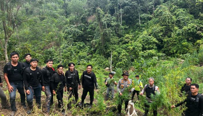 Polda Sumsel Musnahkan Ladang Ganja 20 Hektar di Empat Lawang, 220 Kg Disita dan Bandar Utama Ditangkap