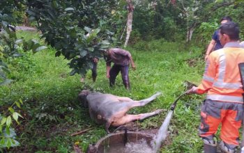 Evakuasi Dramatis, Sapi Terjatuh ke Septic Tank di Indrapuri Berhasil Diselamatkan