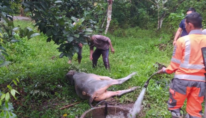 Evakuasi Dramatis, Sapi Terjatuh ke Septic Tank di Indrapuri Berhasil Diselamatkan