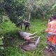 Evakuasi Dramatis, Sapi Terjatuh ke Septic Tank di Indrapuri Berhasil Diselamatkan