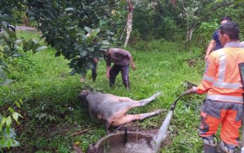 Evakuasi Dramatis, Sapi Terjatuh ke Septic Tank di Indrapuri Berhasil Diselamatkan