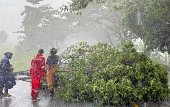 Pohon Tumbang di Jalan Nasional Banda Aceh–Medan, BPBD Aceh Besar Bergerak Cepat