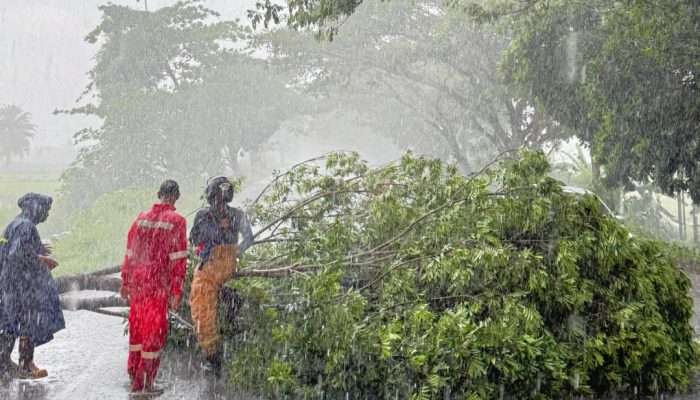 Pohon Tumbang di Jalan Nasional Banda Aceh–Medan, BPBD Aceh Besar Bergerak Cepat