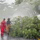Pohon Tumbang di Jalan Nasional Banda Aceh–Medan, BPBD Aceh Besar Bergerak Cepat