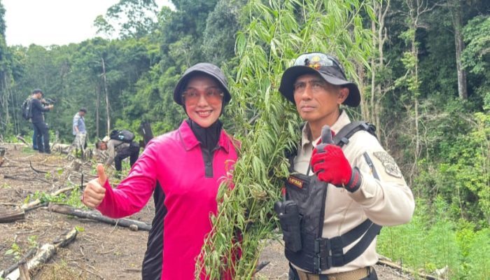 Kapolda Aceh Pimpin Langsung Pemusnahan Ladang Ganja di Lampanah, Tegaskan Komitmen Berantas Narkotika