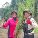 Kapolda Aceh Pimpin Langsung Pemusnahan Ladang Ganja di Lampanah, Tegaskan Komitmen Berantas Narkotika