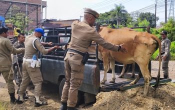 Lagi, Satpol PP dan WH Aceh Besar Amankan Ternak Berkeliaran di Jalan Sukarno Hatta