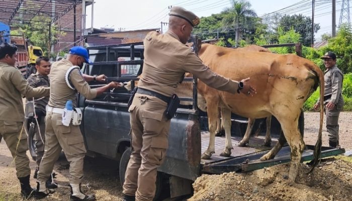 Lagi, Satpol PP dan WH Aceh Besar Amankan Ternak Berkeliaran di Jalan Sukarno Hatta