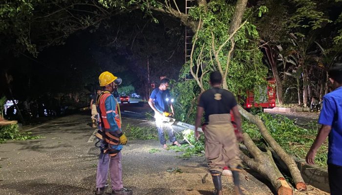 BPBD Aceh Besar Evakuasi Pohon Tumbang di Kawasan Gampong Gani