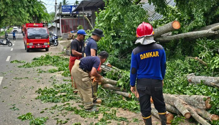 Angin Kencang Terjang Aceh Besar, BPBD Bersihkan Pohon Tumbang di Sejumlah Titik