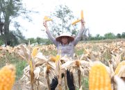 Kapolda Aceh Hadiri Panen Raya Jagung Serentak dan Salurkan Bibit untuk Petani di Aceh Singkil