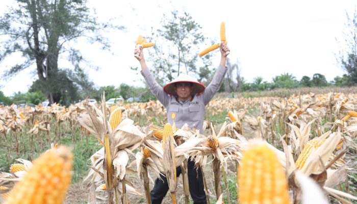 Kapolda Aceh Hadiri Panen Raya Jagung Serentak dan Salurkan Bibit untuk Petani di Aceh Singkil