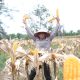 Kapolda Aceh Hadiri Panen Raya Jagung Serentak dan Salurkan Bibit untuk Petani di Aceh Singkil