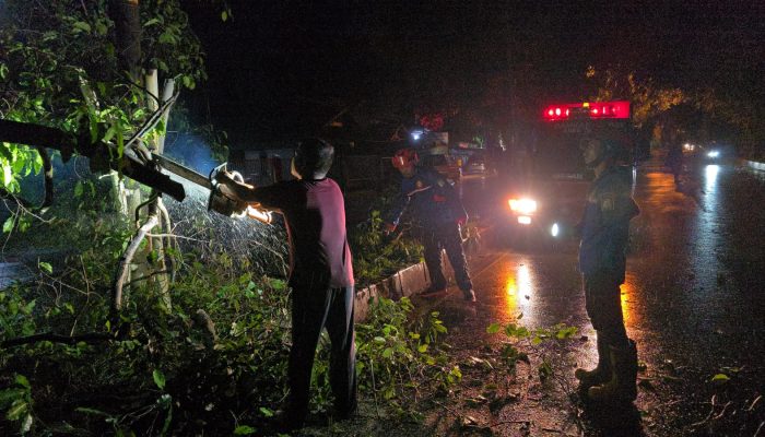 Cuaca Ekstrem Landa Aceh Besar, BPBD Tangani Pohon Tumbang di Sejumlah Titik