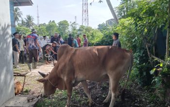 Gampong Leu Ue Kurban 13 Sapi dan 6 Kambing