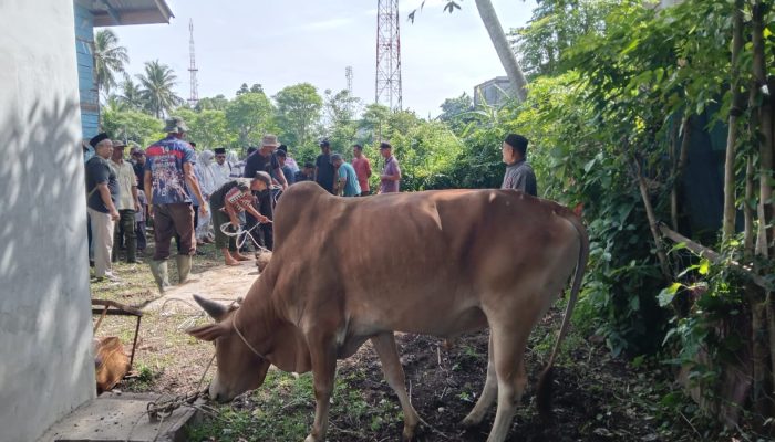 Gampong Leu Ue Kurban 13 Sapi dan 6 Kambing
