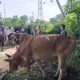 Gampong Leu Ue Kurban 13 Sapi dan 6 Kambing