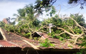 Pohon Tumbang Timpa Rumah Warga di Lembah Seulawah