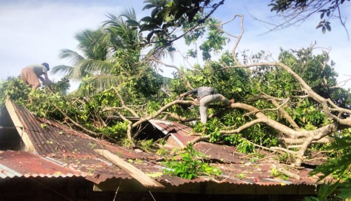 Pohon Tumbang Timpa Rumah Warga di Lembah Seulawah