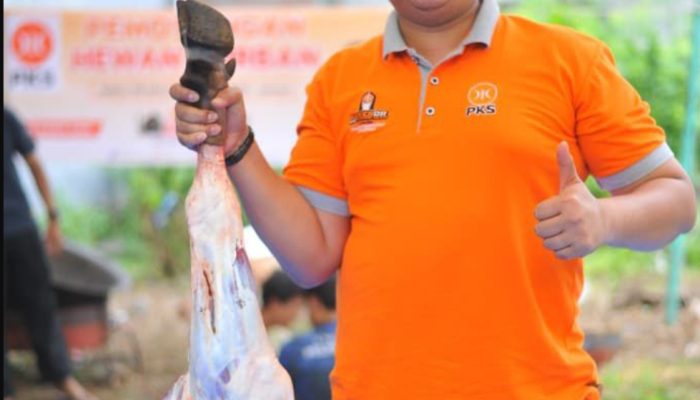 Tujuh Tahun Berturut-turut, Fraksi PKS DPRK Banda Aceh Salurkan Sapi Kurban untuk Masyarakat