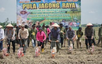 Wakapolda Aceh Luncurkan Penanaman Jagung Bersama Petani Muda Milenial di Pidie