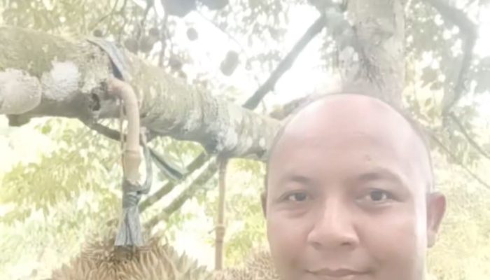 Gle Paro Leupung Surga Durian Premium Aceh Besar, Musang King Siap Panen Juli 2026