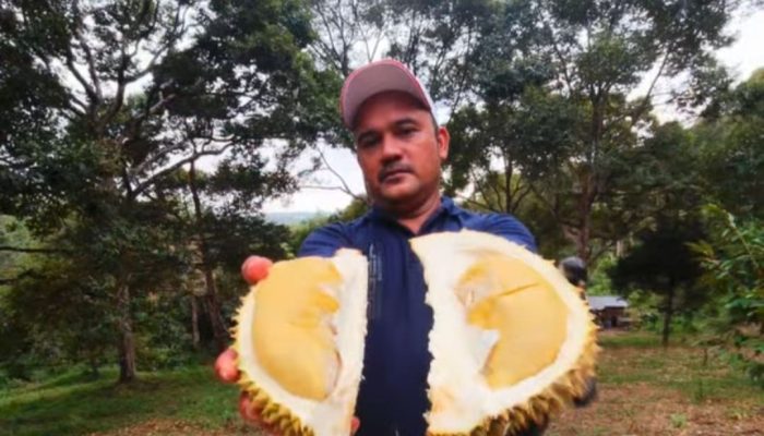 Adi dan Mimpi Besar Menjadikan Durian Aceh Mendunia