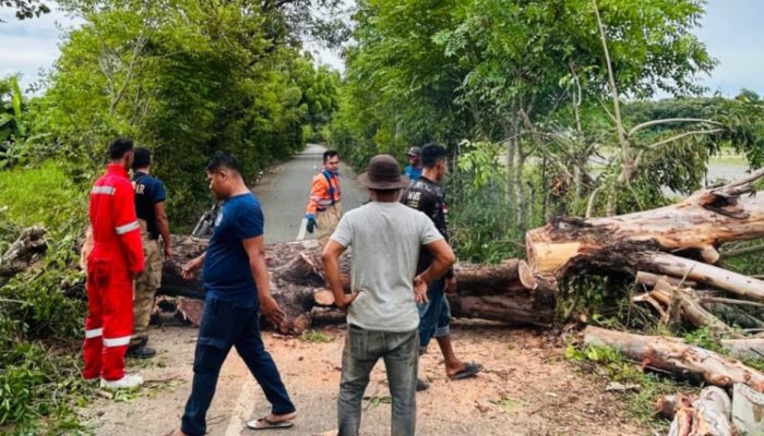 BPBD Aceh Besar Kerahkan Enam Personel Tangani Pohon Tumbang di Blang Bintang
