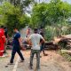 BPBD Aceh Besar Kerahkan Enam Personel Tangani Pohon Tumbang di Blang Bintang