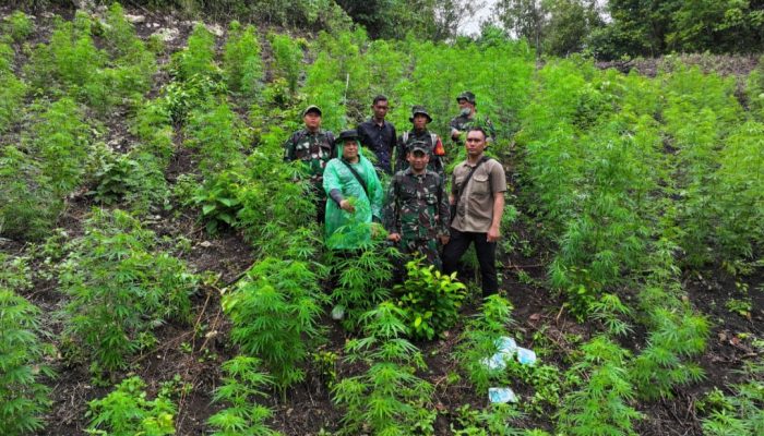 Kodim 0101/Kota Banda Aceh Temukan Ladang Ganja Seluas 2,5 Hektare di Pegunungan Indrapuri