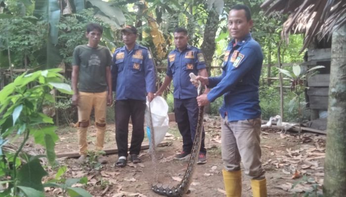 BPBD Aceh Besar Amankan Ular Piton 3 Meter dari Permukiman Warga Lhoong
