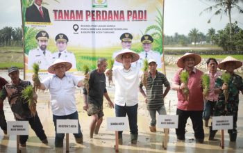 Pimpin Tanam Padi Perdana Pasca Bencana, Sekda Aceh : Jaga Stabilitas Pangan Tetap Aman