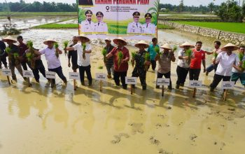 Pemerintah Aceh Pacu Pemulihan Sawah Terdampak Bencana Hidrometeorologi