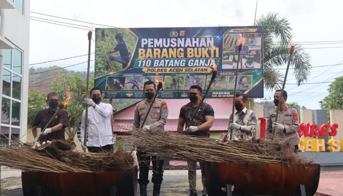 Musnahkan 110 Batang Ganja, Kapolres Aceh Selatan Tegaskan Komitmen Berantas Narkotika